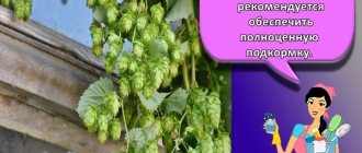 In order to grow hops, it is recommended that the plant be provided with a complete feeding.