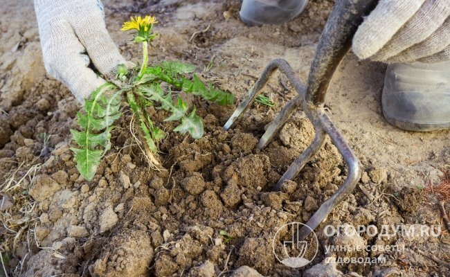 To pull out the powerful dandelion root, especially from dry ground, you need to dig it up with a pitchfork or a shovel.