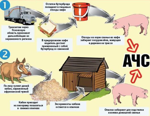 أعراض حمى الخنازير وعلاجها