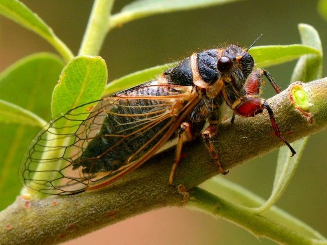 Cicada where it lives in Russia