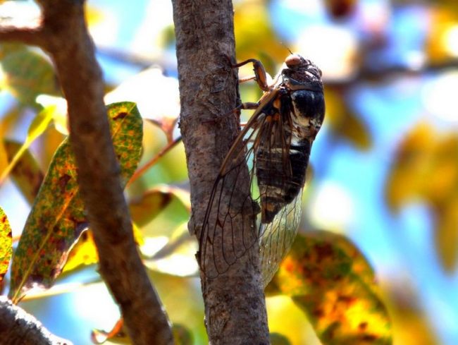 Cicada. Representatives of the cicada suborder are characterized by the fact that all their species are very similar to each other. Differences are observed in size and color.