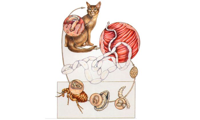 دورة تطوير الديدان الشريطية القطط