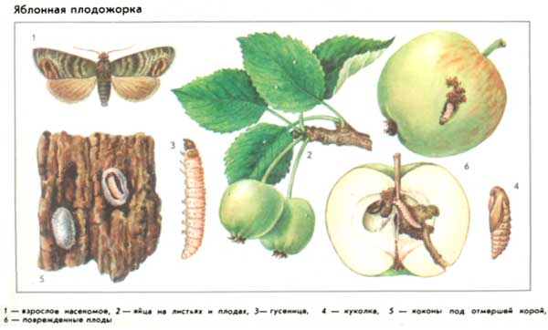 malcens utvecklingscykel på ett äppelträd