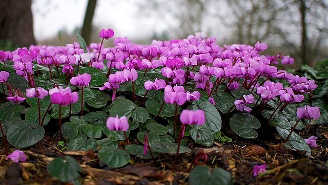 Cyclamen Colchis or Pontic