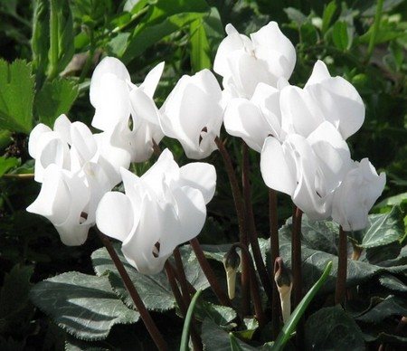 Ciclamen persian alb