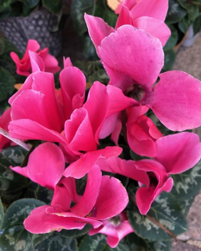 Cyclamen omens and superstitions