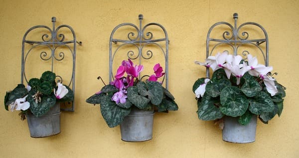 Cyclamens on the wall