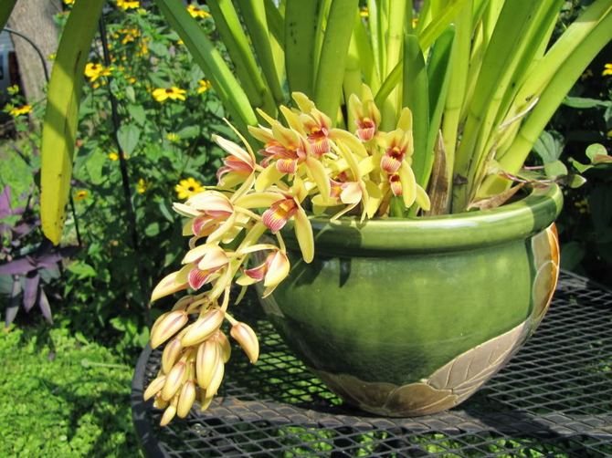 Cymbidium is a flower that loves high-quality feeding. The plant is fed at least once or twice during the growing season.