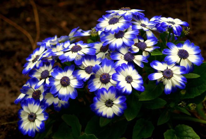 Cineraria - transplant after purchase