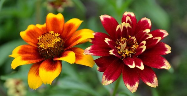 zinnia planting and care in the open field