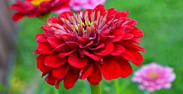zinnia planting and care