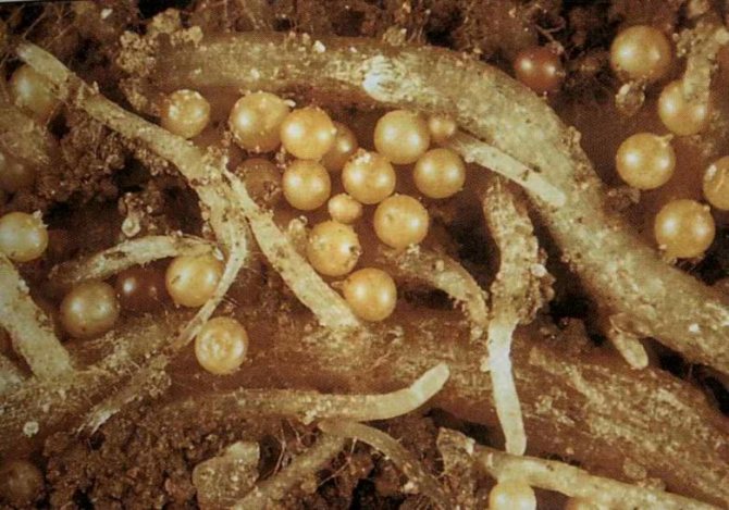 Cysts with golden nematode larvae