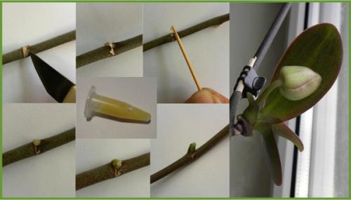 Цитокининова паста за орхидеи, как да се използва за цъфтеж. Въздействие върху растението