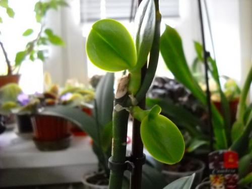 Цитокининова паста за орхидеи, как да се използва за цъфтеж. Въздействие върху растението