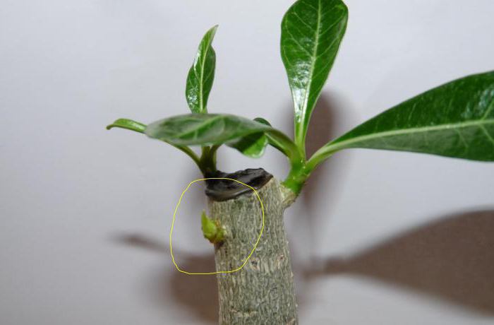 تطبيق معجون السيتوكينين للنباتات الداخلية