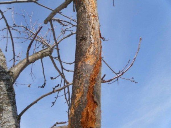 Cytosporosis sa bark ng isang peras
