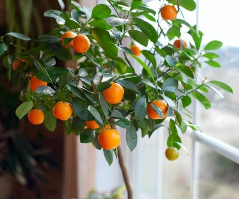Citrus inomhus växter bryr sig växer hemma från utsäde