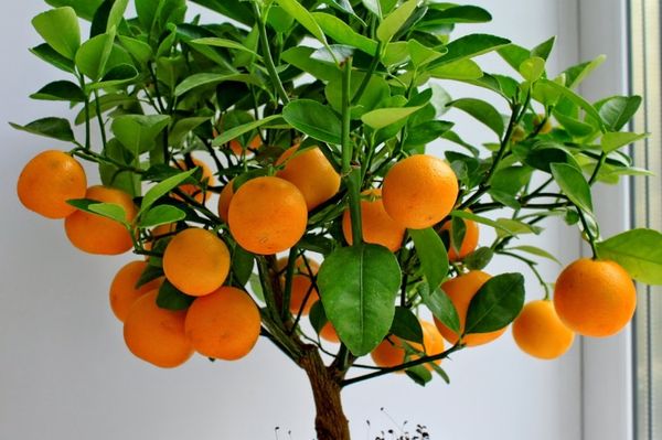 Citrus inomhus växter bryr sig växer hemma från utsäde