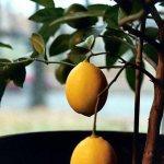 Citrus inomhus växter