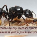 الصيانة والرعاية في المنزل للنمل الحاصد (Messor Structor)