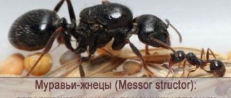 Underhåll och skötsel hemma för reaper myror (Messor strukturen)