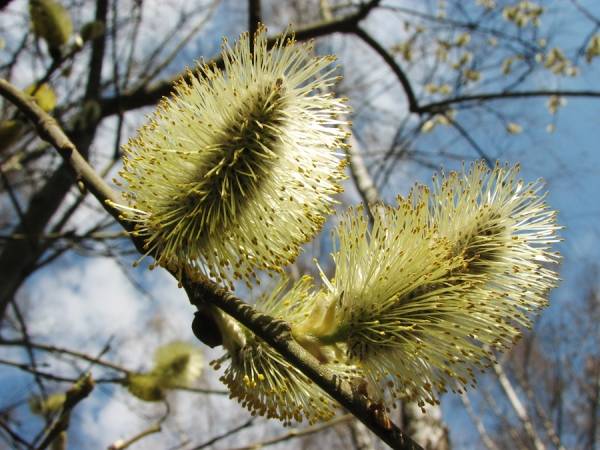 Goat willow color