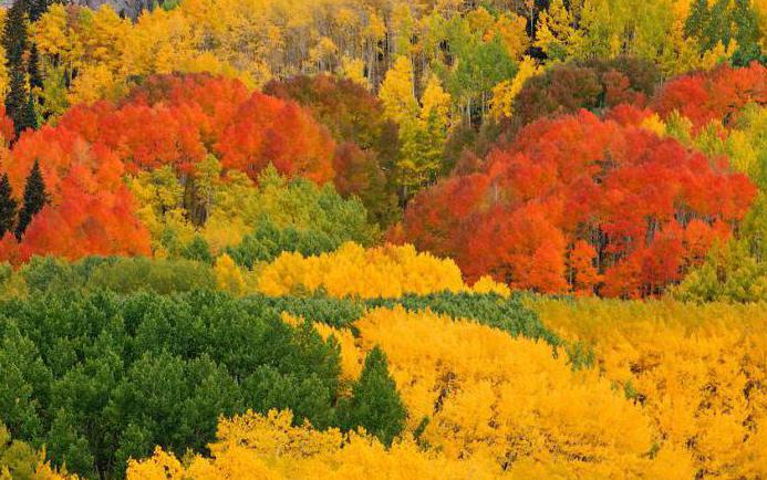 لون أوراق الحور الرجراج في الخريف