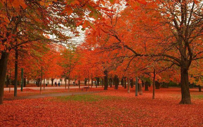 Autumn maple color