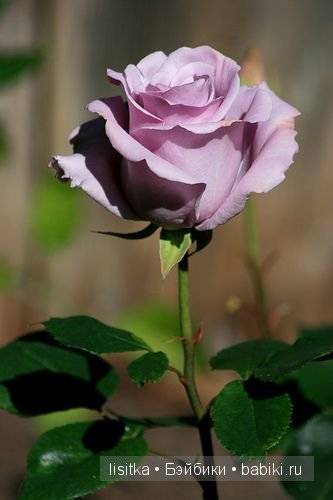 Barva uschlé růže