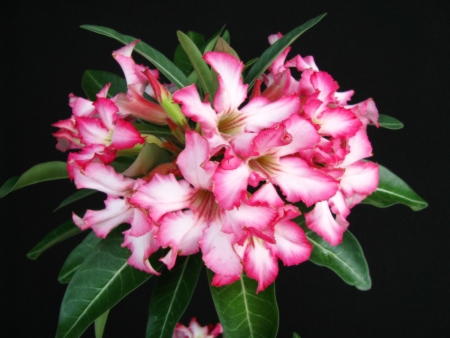 Flowering adenium
