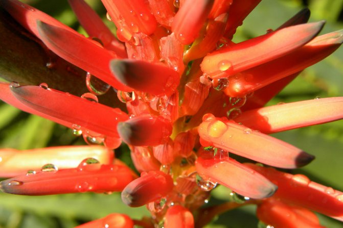 Aloe vera înflorește