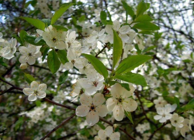 Cherry plum blossom