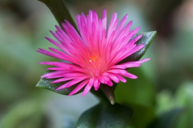 Flowering aptenia
