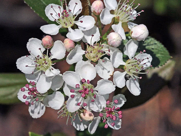 Chokeberry flowering