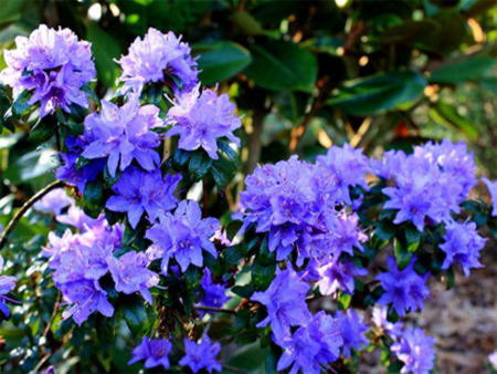 Blommande azalea