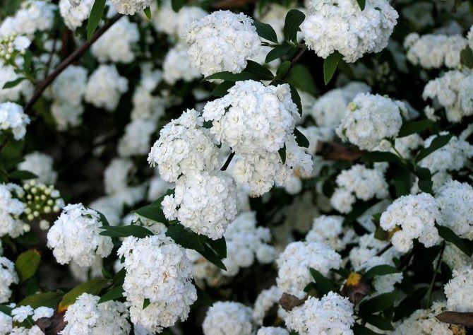 Blooming white spirea