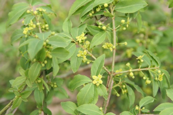 Blooming winged spindle tree