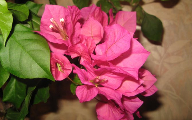 Flowering bougainvillea