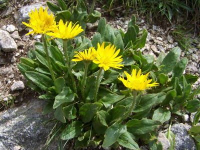 Doronicum flowering