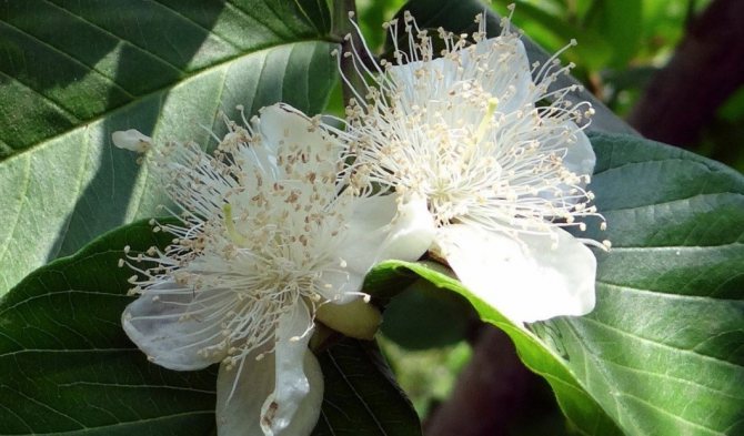 Blooming guava