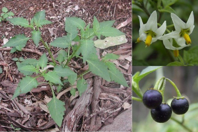 Blossoming and berries of black nightshade