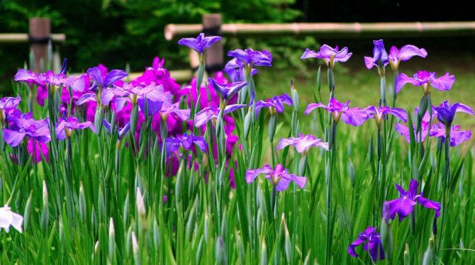 Iris înflorit