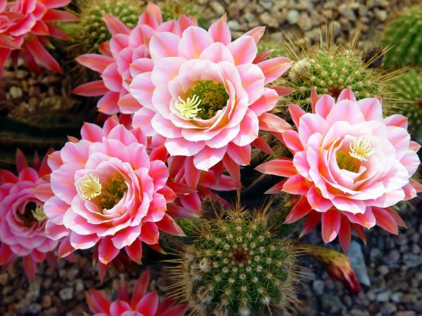 Blommande kaktus