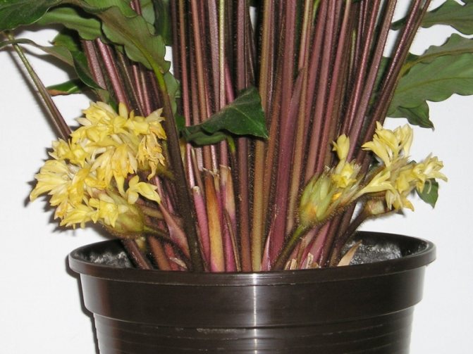 Calathea en fleurs barbe rouge