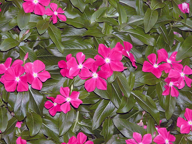 Blooming catharanthus in the garden