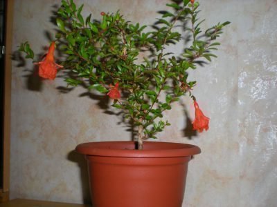 Blooming indoor pomegranate