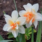 Flowering daffodils