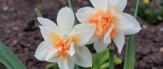 Daffodil berbunga
