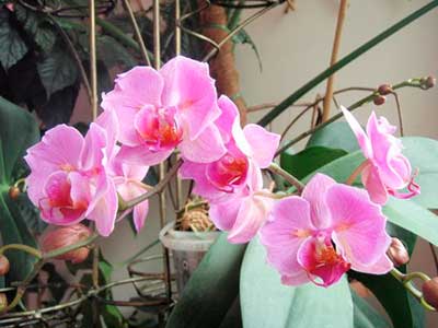 bloom-orchids-phalaenopsis-litrato