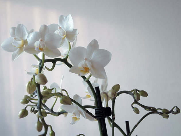 Namumulaklak ang phalaenopsis orchid